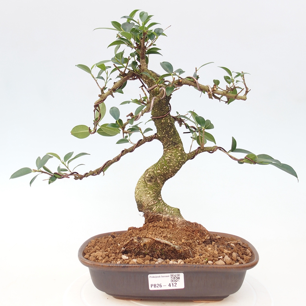 Room bonsai - Ficus retusa - small-leaved ficus