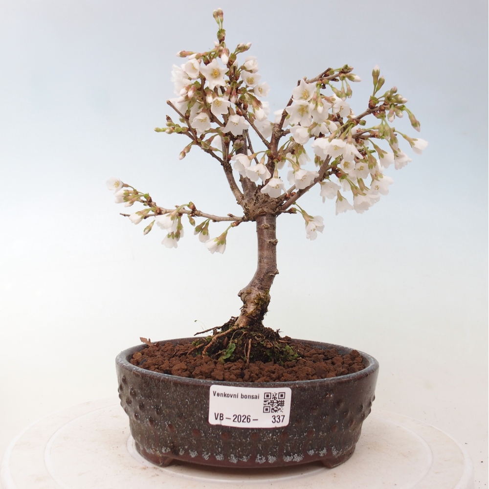 Outdoor bonsai - Prunus incisa Kojou-no mai-Plivon cut out