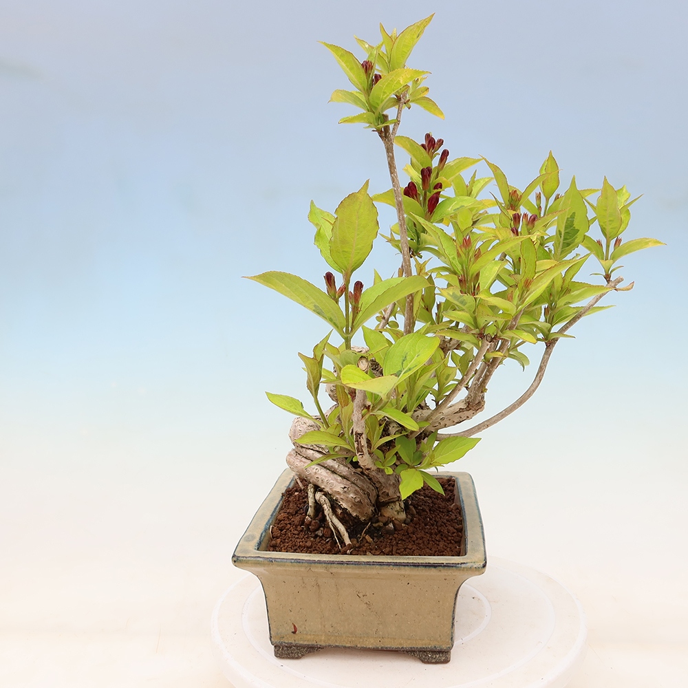 Outdoor Bonsai - Weigela subsessilis - Korean Weigela