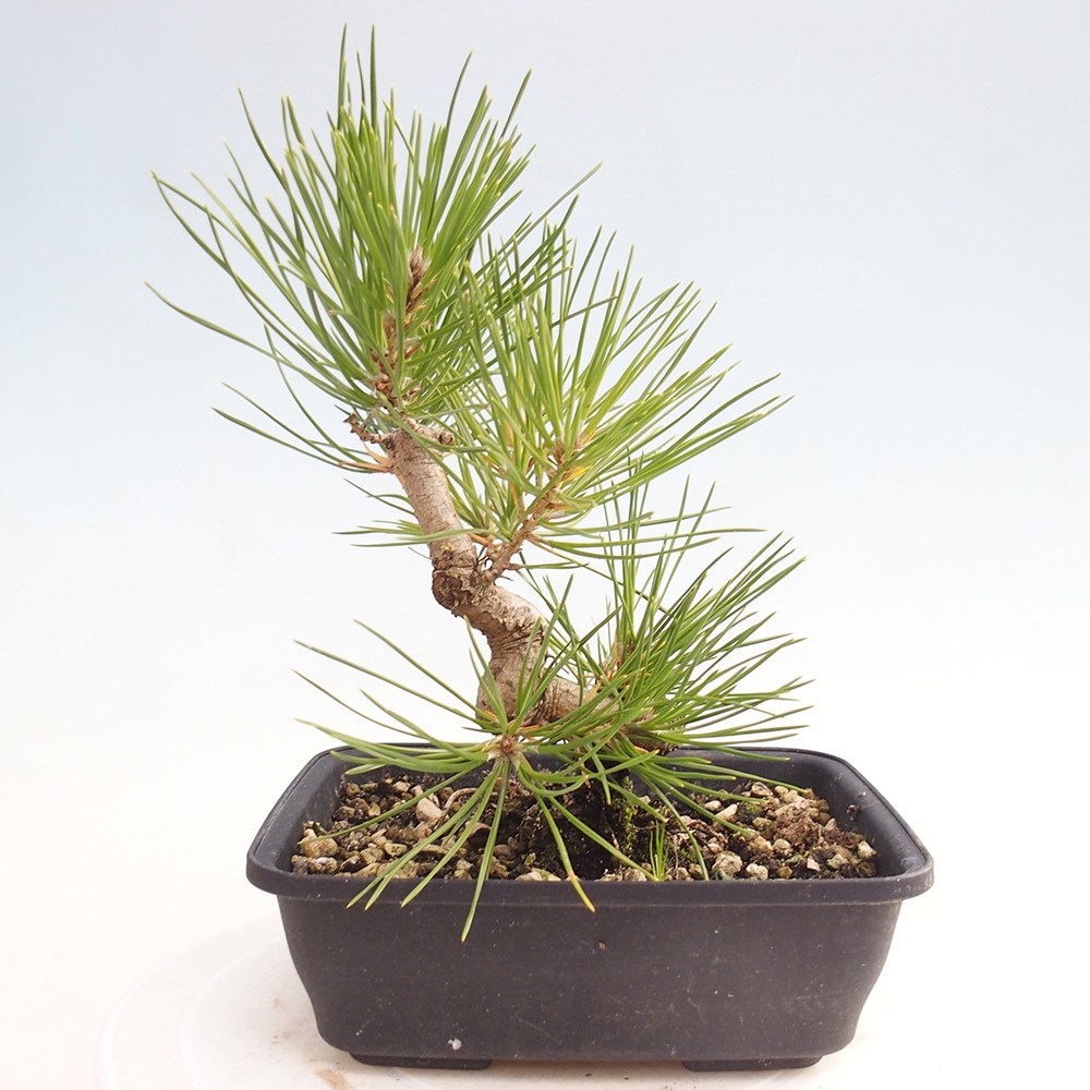 Outdoor bonsai - Pinus thunbergii - Thunberg pine