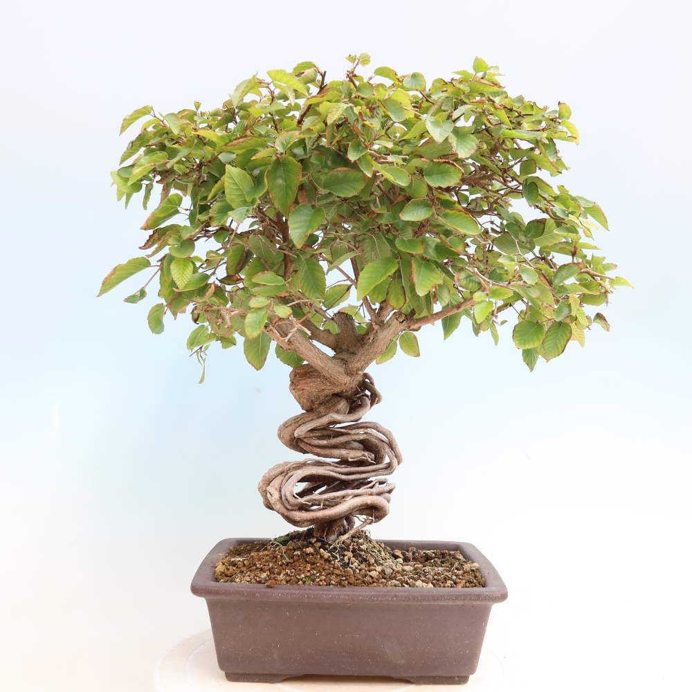 Outdoor bonsai -Carpinus CARPINOIDES - Korean Hornbeam