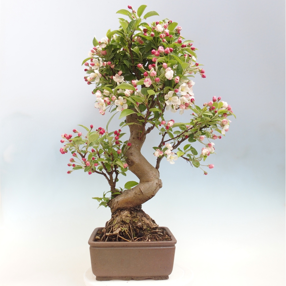 Outdoor bonsai -Malus halliana - Small-fruited apple tree