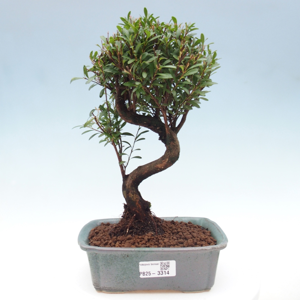 Room bonsai - Syzygium - Pimento