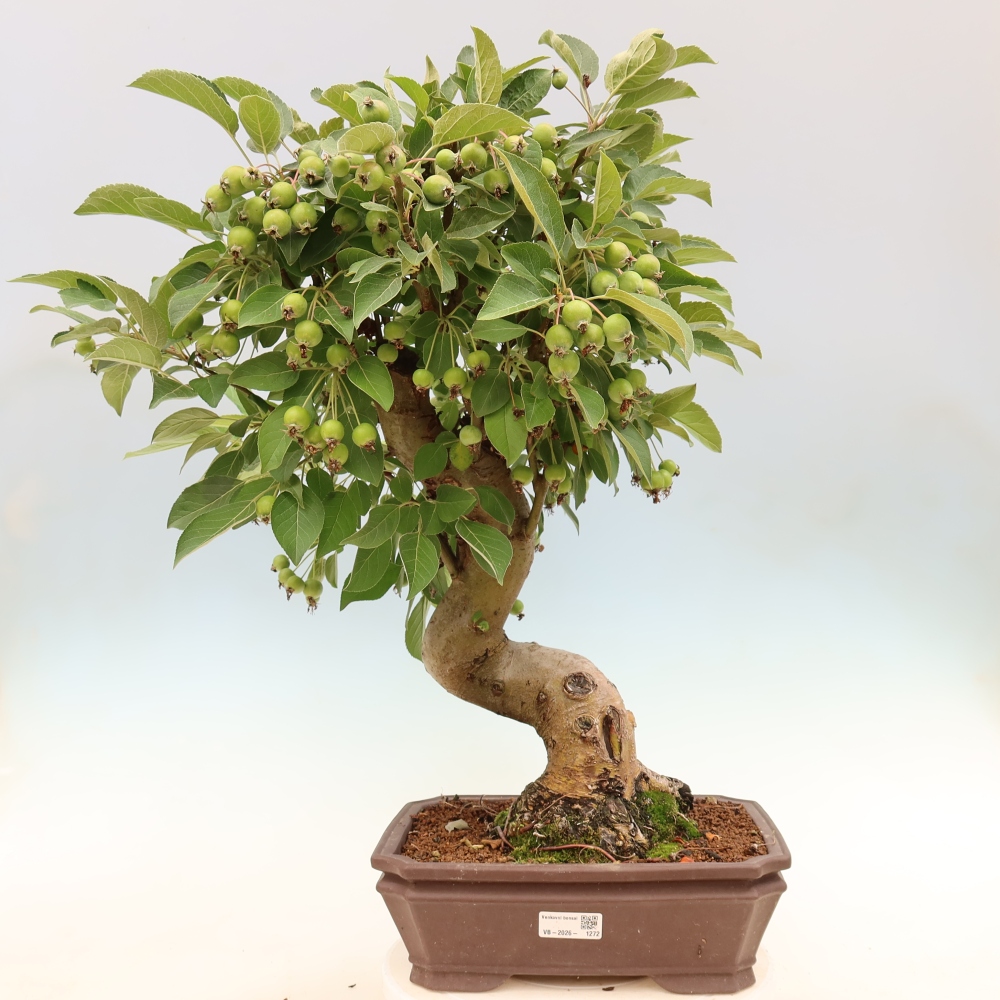 Outdoor bonsai -Malus halliana - Small-fruited apple tree