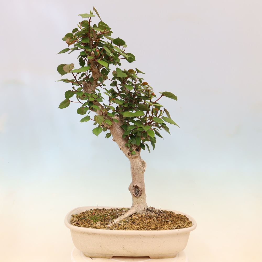 Indoor bonsai - Hibiscus tiliaceus - Sea Hibiscus