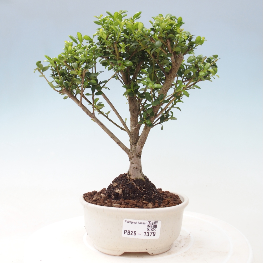 Room bonsai - Ilex crenata - Holly
