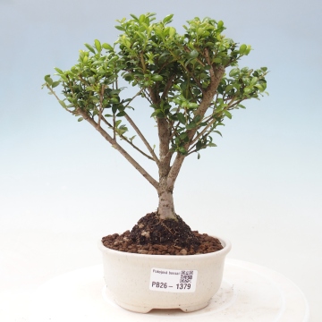 Room bonsai - Ilex crenata - Holly - e-bonsai.com