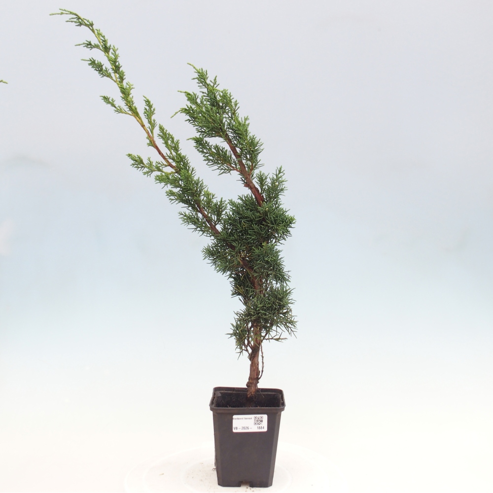 Outdoor bonsai - Juniperus chinensis Kishu