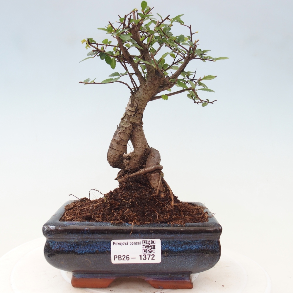 Room bonsai - Ulmus parvifolia - Small-leaved elm
