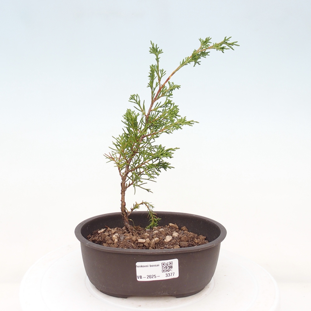 Outdoor bonsai - Juniperus chinensis Itoigawa - Chinese juniper