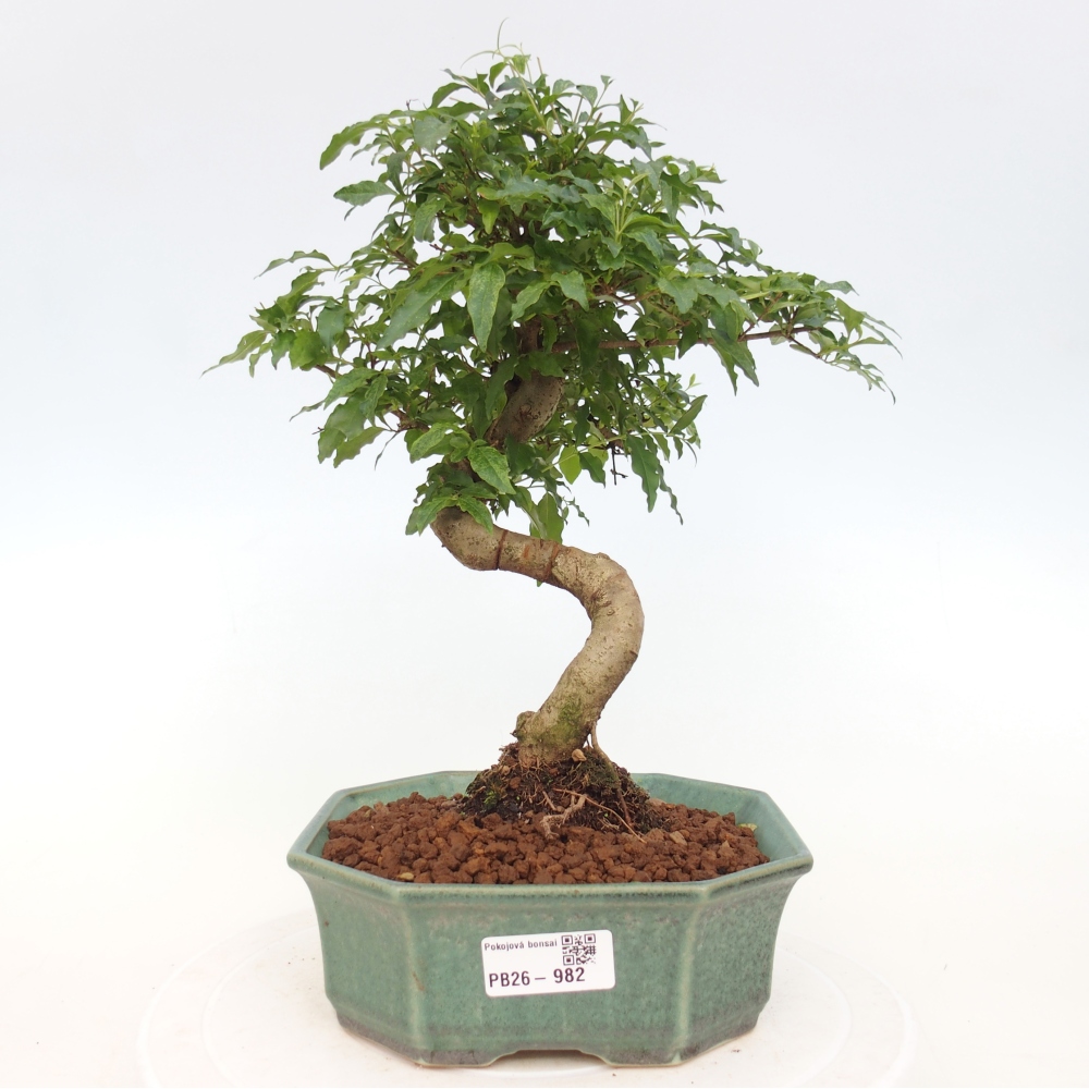 Room bonsai -Ligustrum chinensis - Birds Beak