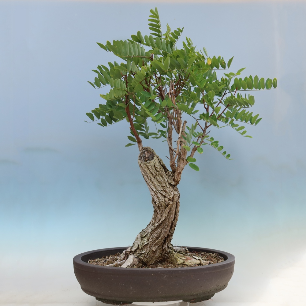 Outdoor Bonsai - Black Locust - Robinia pseudoacacia