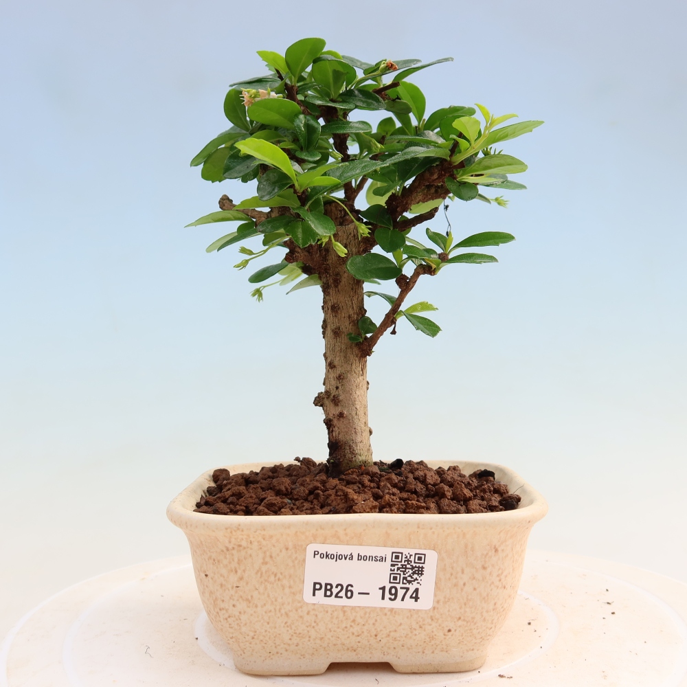 Room bonsai - Carmona macrophylla - Tea fuki