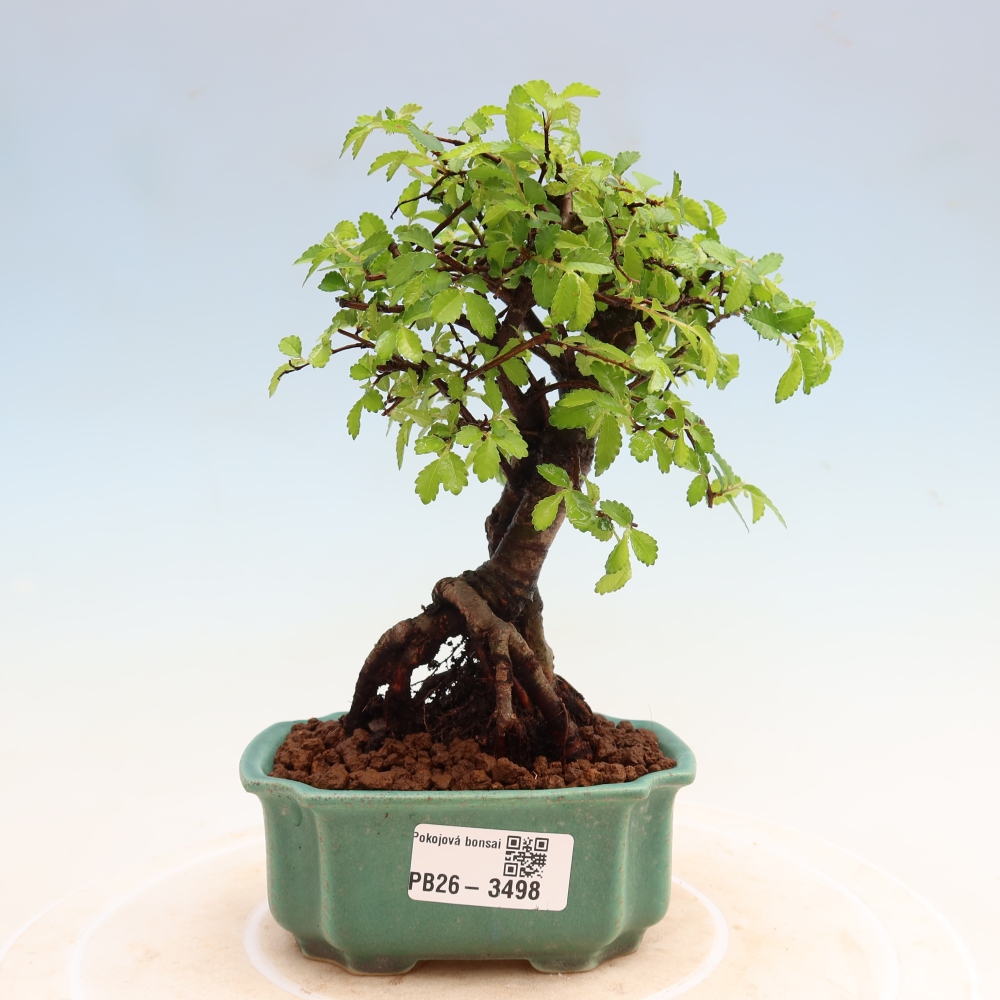 Room bonsai - Ulmus parvifolia - Small-leaved elm