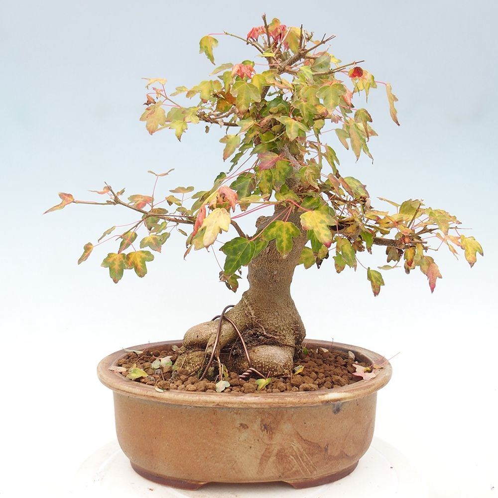 Outdoor bonsai - Maple Buergerianum - Burger Maple