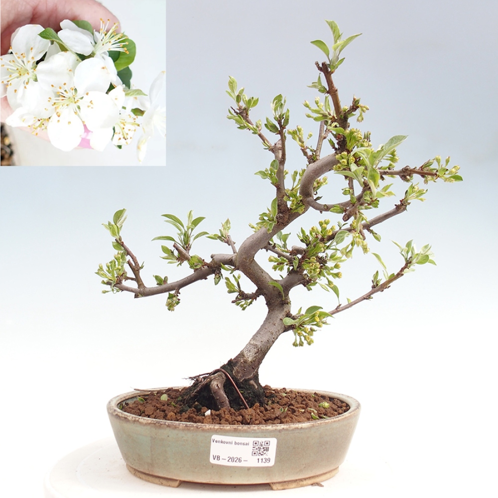 Outdoor bonsai - Malus sargentii - Small-fruited apple tree