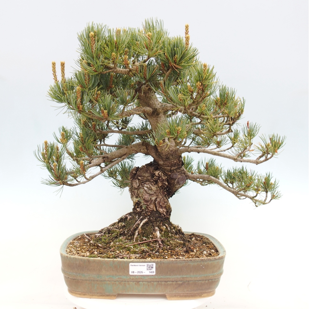 Outdoor bonsai - Pinus parviflora - Pinus parviflora
