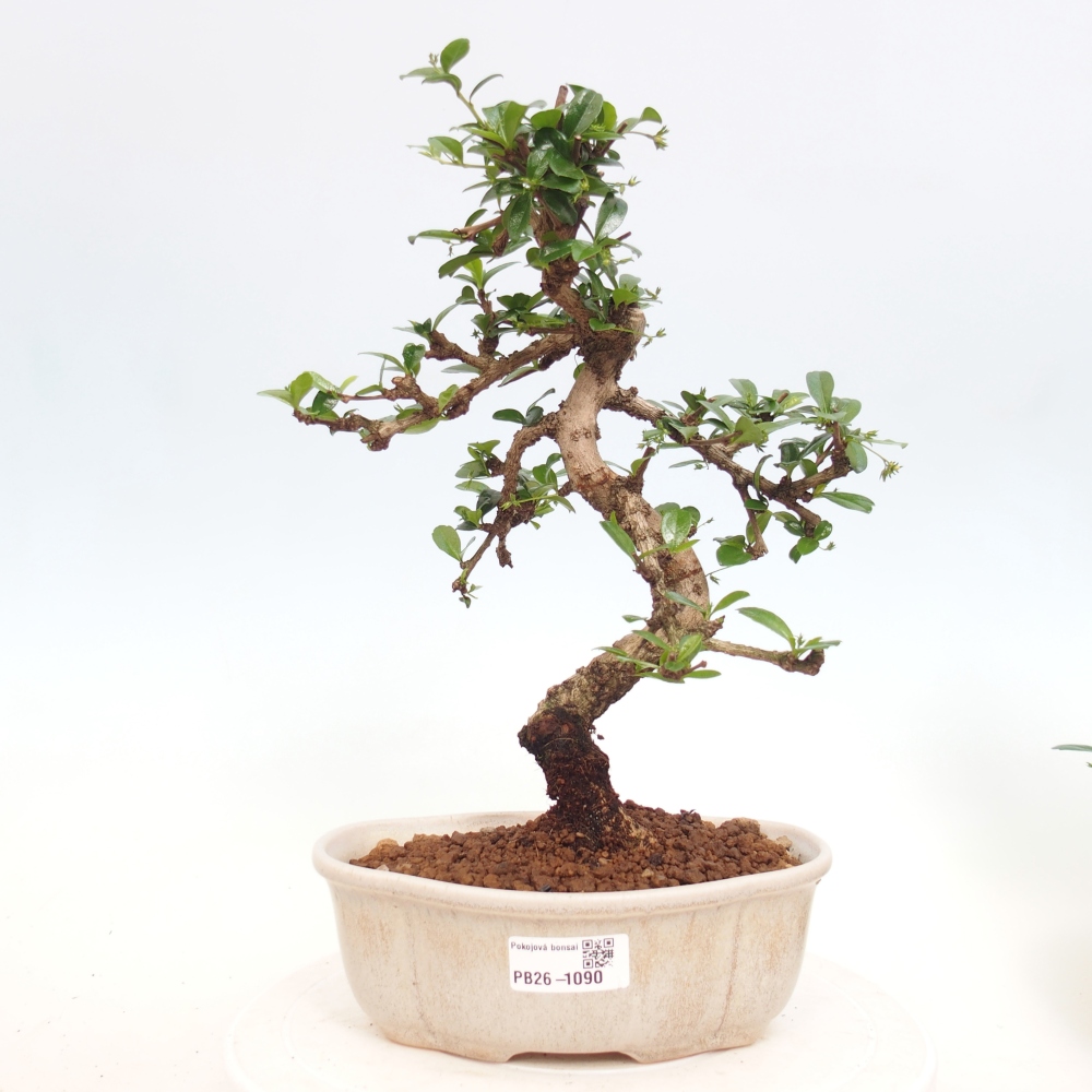 Room bonsai - Carmona macrophylla - Tea fuki