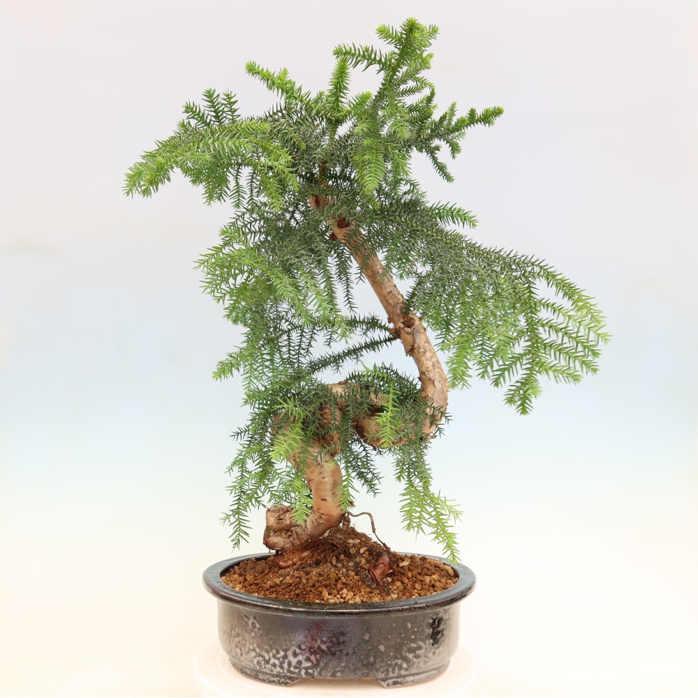 Indoor Bonsai - Araucaria - Indoor Spruce