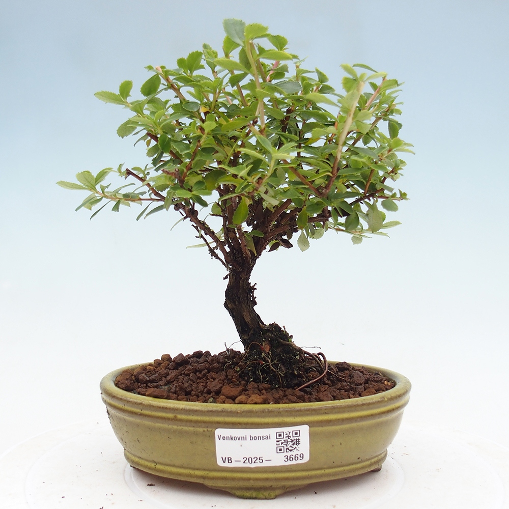 Outdoor bonsai - Escallonia 'Dart's Rosy Red' - Delusion
