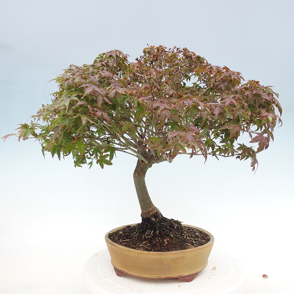 Acer palmatum KIOHIME - Palmetto maple