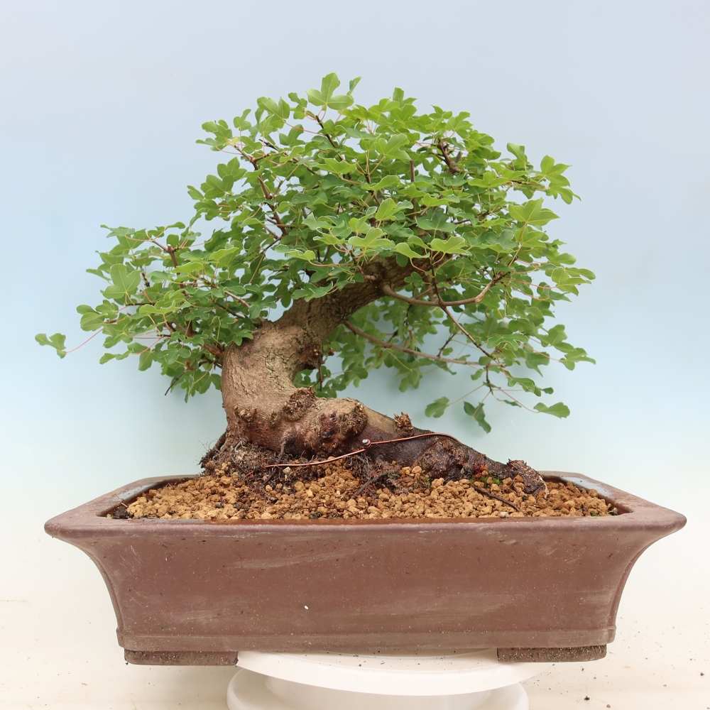 Outdoor Bonsai - Field Maple - Acer campestre