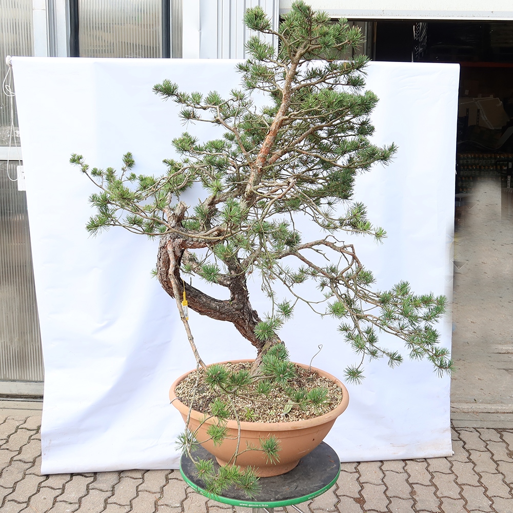 Pinus sylvestris Spain - Scots pine
