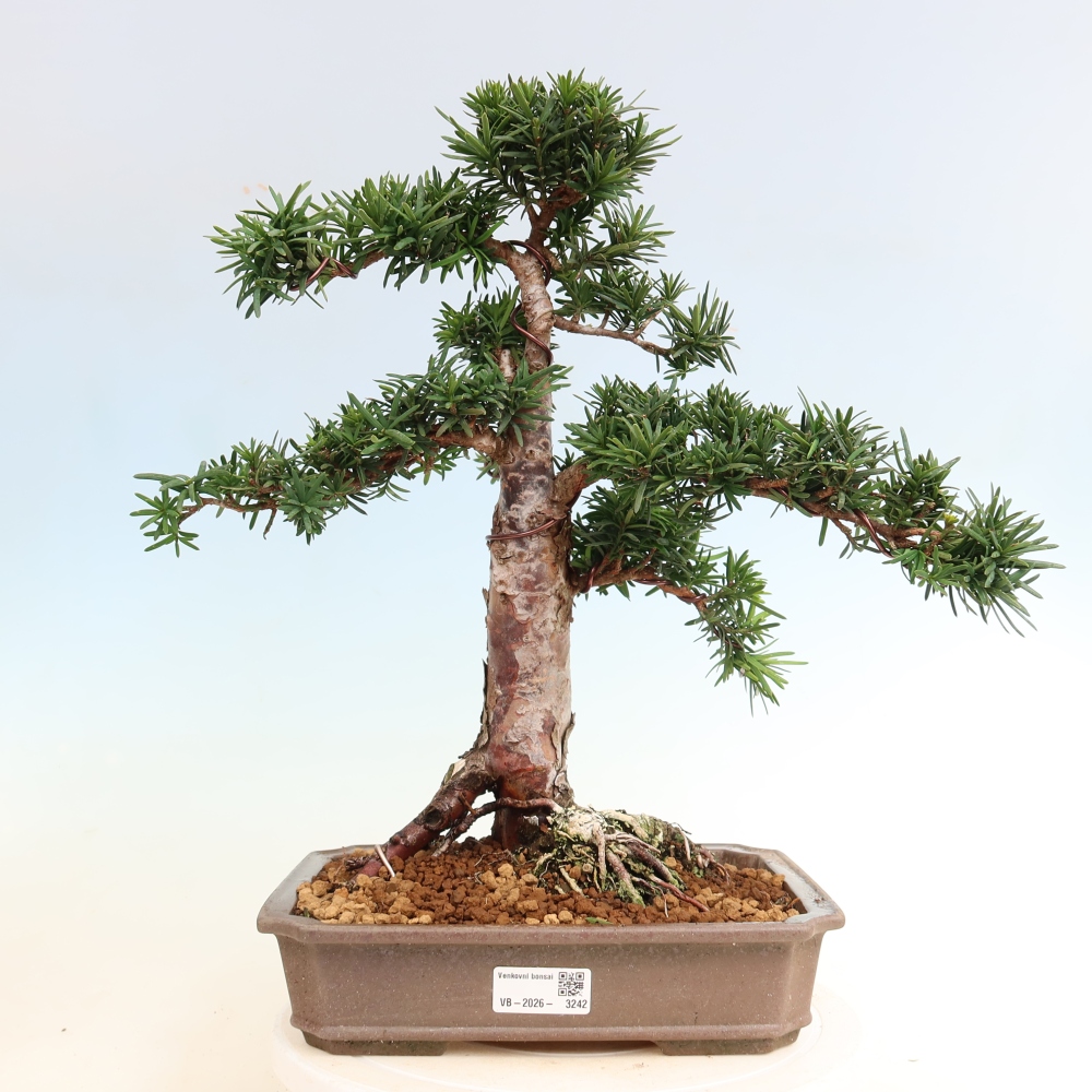 Outdoor Bonsai - Taxus cuspidata  - Japanese yew