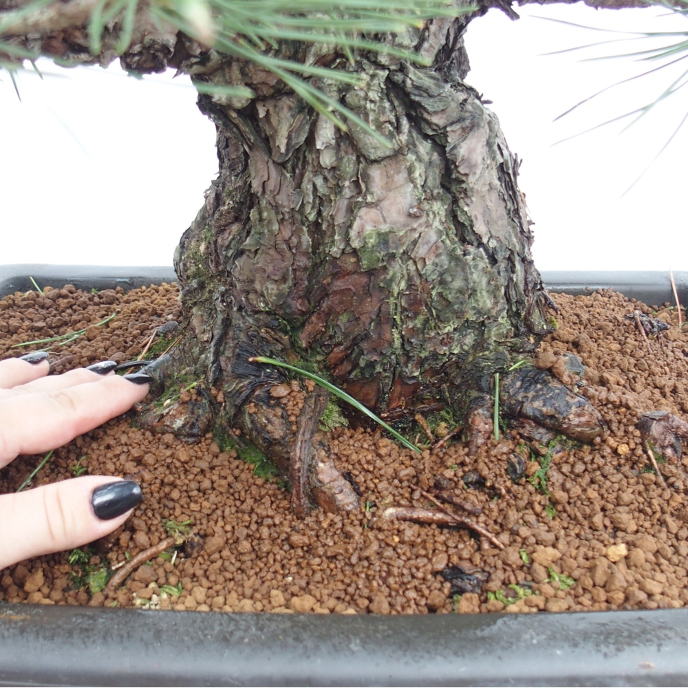 Outdoor bonsai - Pinus thunbergii - Thunberg pine