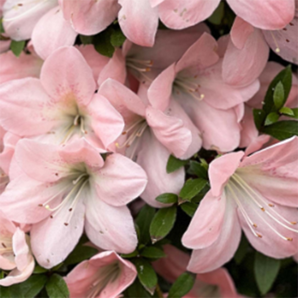 Outdoor bonsai - Japanese Azalea - Azalea Jukokan