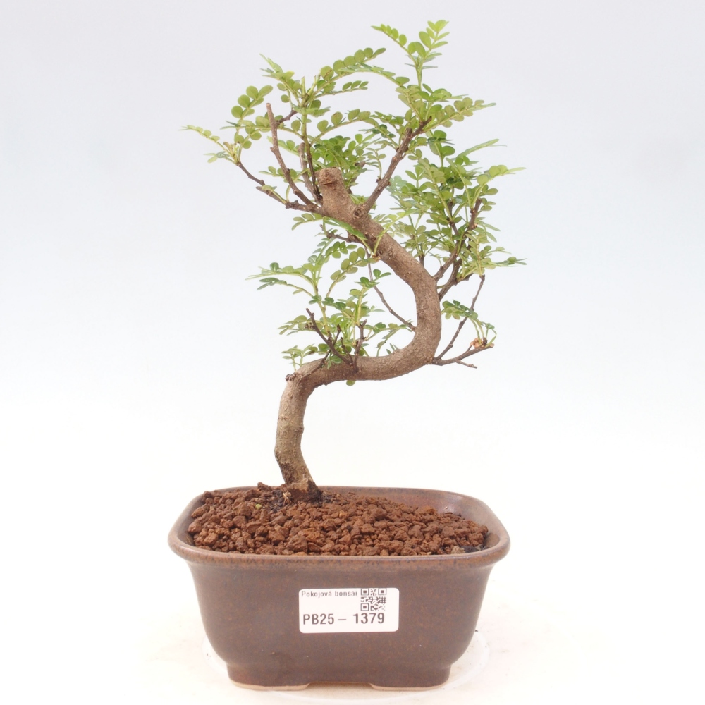 Indoor bonsai - Zantoxylum piperitum - Peppermint