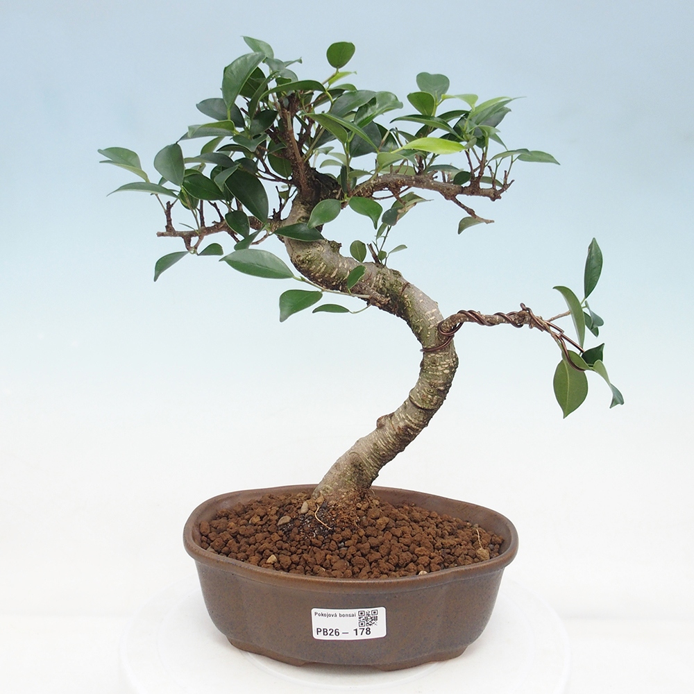 Room bonsai - Ficus retusa - small-leaved ficus