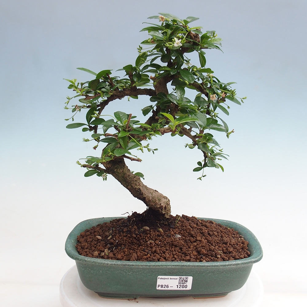 Room bonsai - Carmona macrophylla - Tea fuki