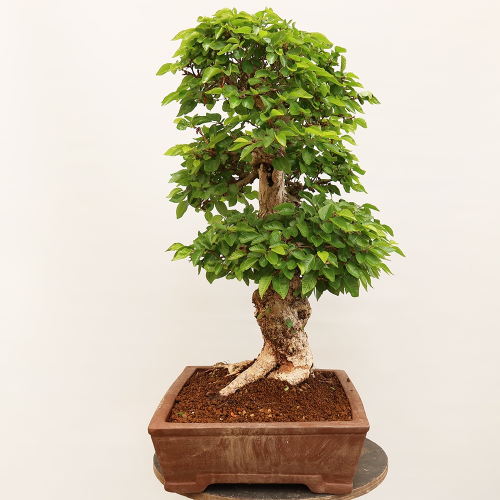 Outdoor bonsai - Carpinus Coreana - Korean hornbeam