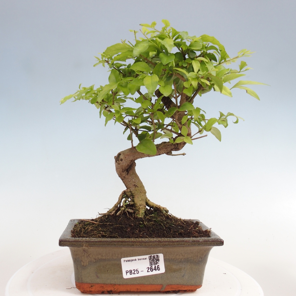 Indoor bonsai - Ligustrum chinensis - Bird's eye view