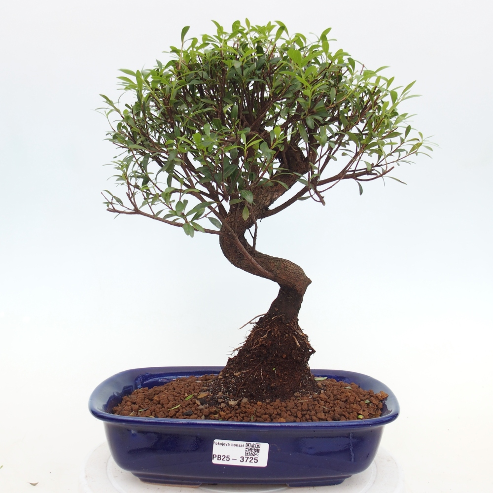 Room bonsai - Syzygium - Pimento
