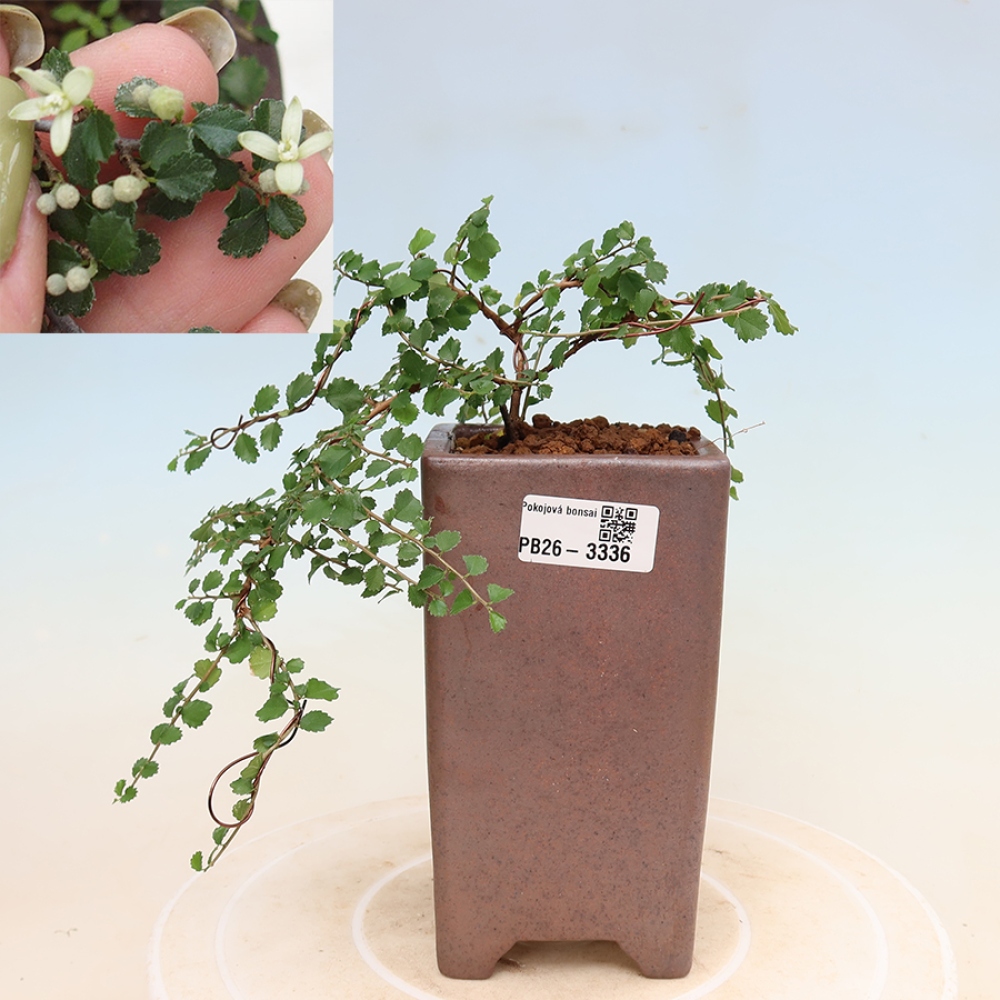Room bonsai - Grewia sp. - Grewia malafolia