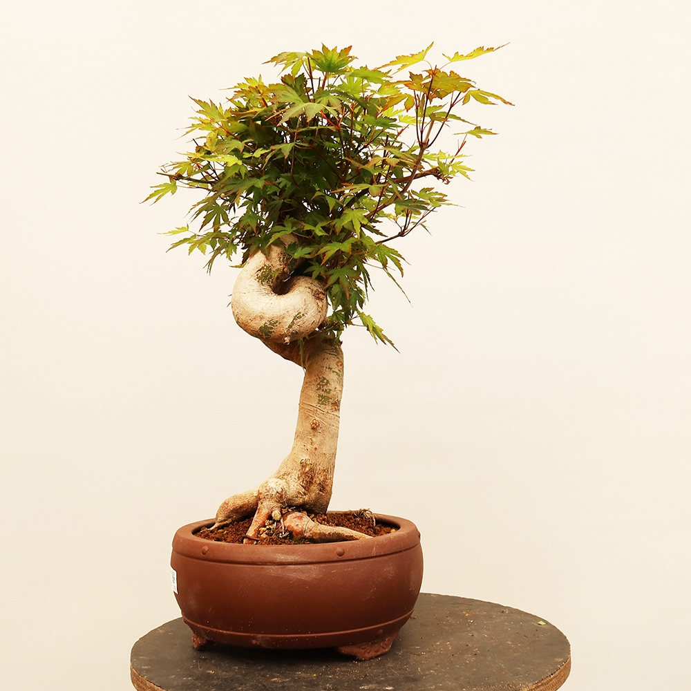 Outdoor bonsai - Maple palmatum - Palms