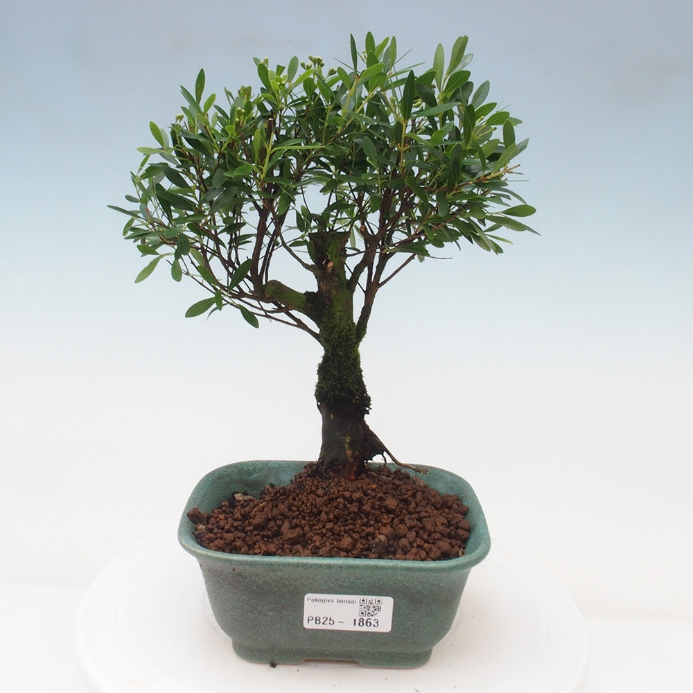 Room bonsai - Syzygium - Pimentovník