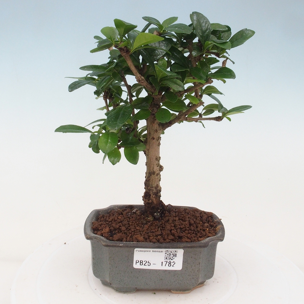 Indoor bonsai - Carmona macrophylla - Fuki tea
