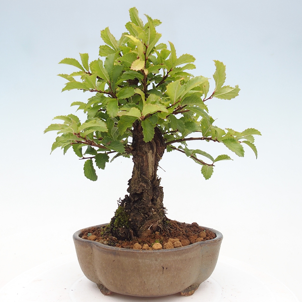 Outdoor bonsai - Zelkova - Zelkova NIRE