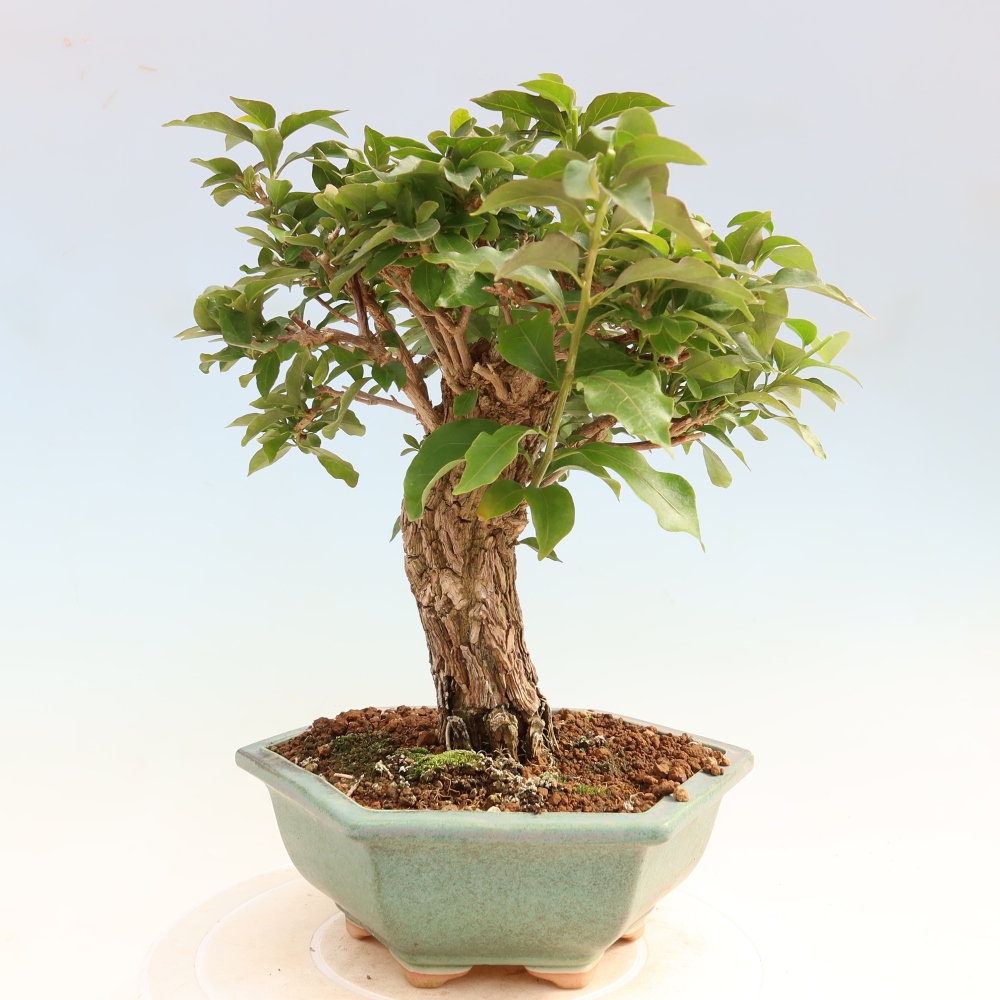 Room bonsai - Bouganwilea