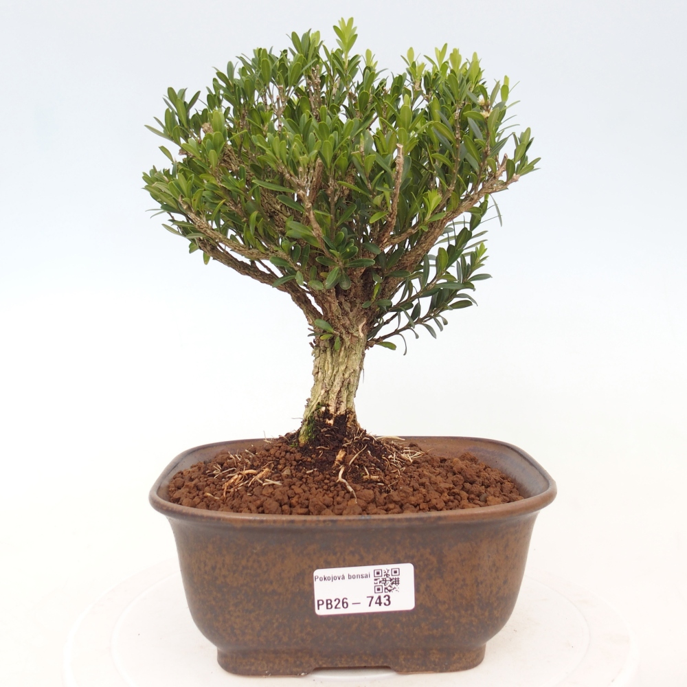 Room bonsai - Buxus harlandii - cork buxus