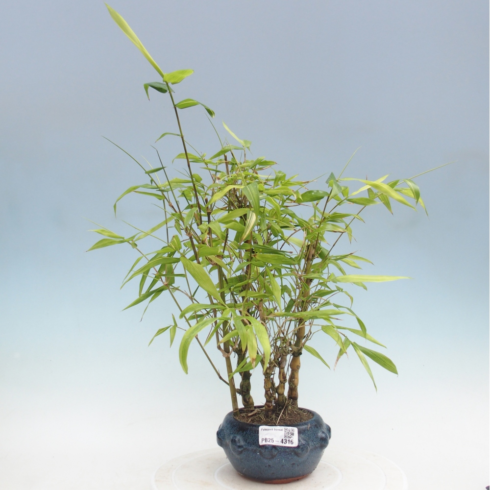 Room bonsai - Bamboo budha-Bamboo budha belly