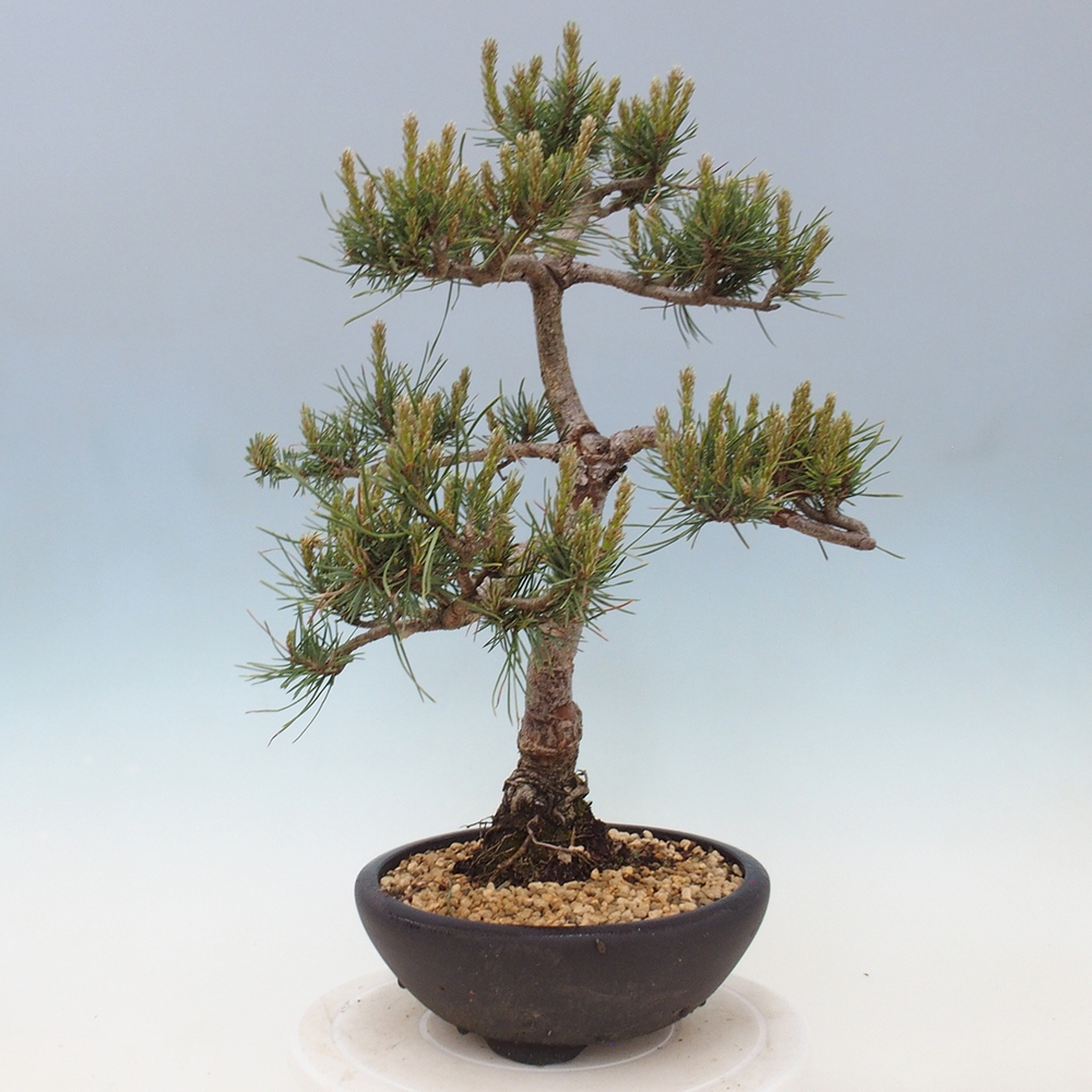 Outdoor bonsai - Pinus Sylvestris - Scots pine