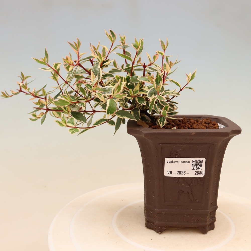Outdoor Bonsai - Abelia gr. Confetti - Large-flowered Abelia