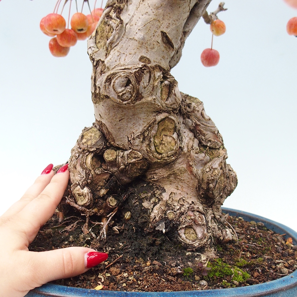 Outdoor bonsai - Malus halliana - Small-fruited apple tree
