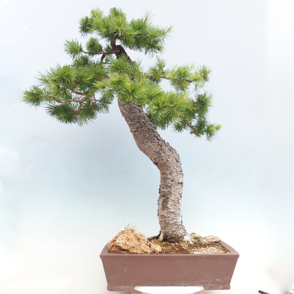 Outdoor bonsai -Larix decidua - Larch