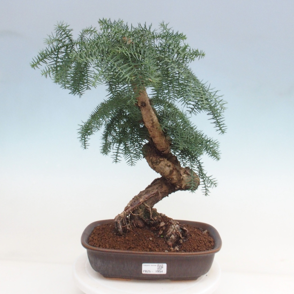 Room bonsai - Araukarie - room spruce