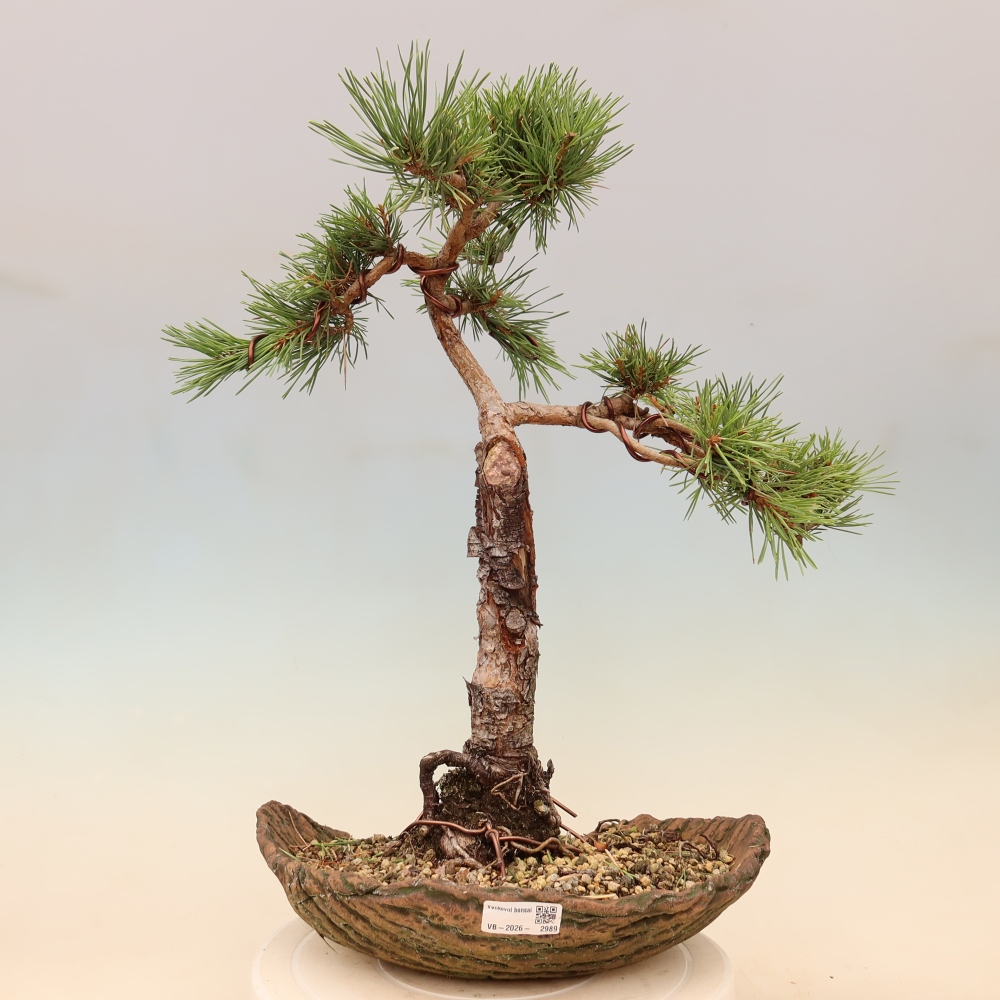 Outdoor Bonsai - Pinus sylvestris 'Watererri' - Scots Pine